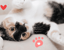 Estas razas de gatos son las más cariñosas, según Chat GPT. ESPECIAL / Pixabay @pikabum