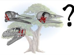 Las aves tuvieron que evolucionar al tener cerebros más grandes para poder sobrevivir. EFE / A.Wilken, C. Holiday / Universidad de Chicago