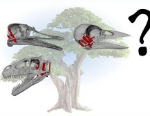 Las aves tuvieron que evolucionar al tener cerebros más grandes para poder sobrevivir. EFE / A.Wilken, C. Holiday / Universidad de Chicago