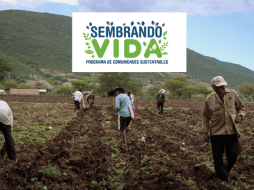 Sembrando Vida busca crear condiciones dignas y de bienestar para los agricultores del país. Xinhua/ARCHIVO/ESPECIAL
