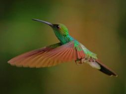 Si has visto un colibrí recientemente es probable que sea porque en México estas aves son más visibles entre marzo y septiembre, debido a que en estos meses migran en busca de climas cálidos y fuentes de néctar libre de químicos para alimentarse. Pixabay.