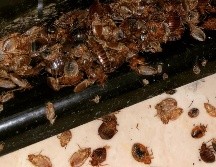 Tomando estas medidas preventivas, es posible reducir significativamente el riesgo de infestación de chinches durante la temporada de calor y garantizar un ambiente limpio y seguro en el hogar. CANVA