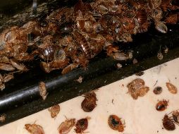 Tomando estas medidas preventivas, es posible reducir significativamente el riesgo de infestación de chinches durante la temporada de calor y garantizar un ambiente limpio y seguro en el hogar. CANVA