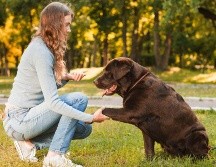 Los perros con alto riesgo genético de obesidad tienen más interés en la comida, pero si los dueños controlan su dieta y ejercicio pueden evitar la obesidad. Freepik y Canva