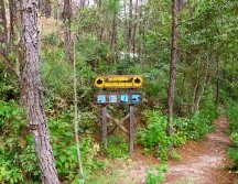 El Parque Estatal Bosque de Arce o Bosque del Maple, según la SEMADET Jalisco, es un paisaje natural que tiene un bosque mesófilo de montaña, ecosistema con extensa diversidad biológica, en donde habitan gran número de especies. CORTESÍA /  Gobierno de Jalisco y Semadet