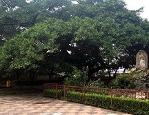 La Academia Mexicana de Paisaje (ACAMPA) el Comité de Vigilancia en Materia de Áreas Naturales Protegidas; Parques, Jardines y Recursos Forestales del Municipio de Guadalajara, se dieron la tarea de seleccionar a los árboles 