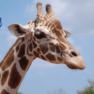 Semana Santa: ¿Qué hacer sin salir de Guadalajara?