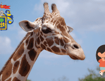 Semana Santa: Planes imperdibles en Guadalajara. ESPECIAL / Pixabay @rbarbeito