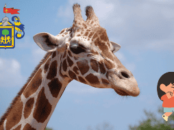 Semana Santa: Planes imperdibles en Guadalajara. ESPECIAL / Pixabay @rbarbeito