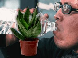 Las plantas ayudan a reducir el calor en interiores mediante la sombra y el proceso de evapotranspiración. NTX / ARCHIVO