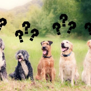 Veterinario revela las 5 razas de perros que NO tendría como mascota