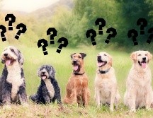 Al final del día, adoptar una mascota es una responsabilidad que debe asumirse con conocimiento y compromiso. CANVA