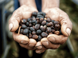 Este es el contexto global del café. EFE/ Gustavo Amador