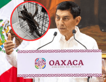 Hasta el momento no se ha puesto al animal a salvo. ESPECIAL / X / @GobOax