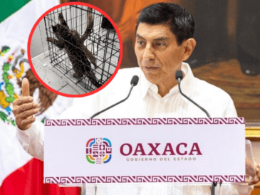 Hasta el momento no se ha puesto al animal a salvo. ESPECIAL / X / @GobOax