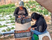 Un análisis reveló que hay más de 110 mil adolescentes menores de 18 años en la fuerza laboral de Florida. SUN/ARCHIVO