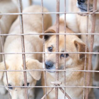 Exhortan en la CDMX a crear refugios temporales para animales de compañía