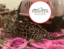 La especie en peligro de extinción quedo al resguardo de Profepa. ESPECIAL / X / @PROFEPA_Mx