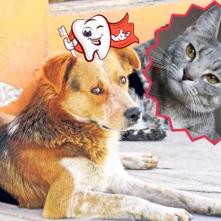 ¿Por qué le huele mal el hocico a mi mascota? Algunas causas y soluciones