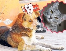 Recuerda que el mal aliento en las mascotas es normal, pero si persiste después de tomar medidas, acude cuanto antes a tu clínica veterinaria más cercana. EL INFORMADOR / ARCHIVO / CANVA