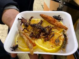 En la Conferencia Gastronómica 2025 abrieron la posibilidad de acercarse a los insectos como comida del futuro. NTX / ARCHIVO