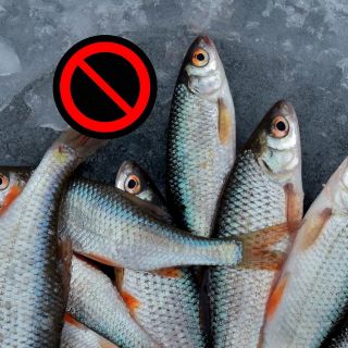 Así puedes identificar si el pescado que consumes proviene de pesca ilegal
