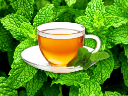 Un té con esta planta contiene vitaminas B1, B2, B3, B5, B6, C y E, aporta betacaroteno, biotina, calcio, magnesio, fósforo y potasio. ESPECIAL