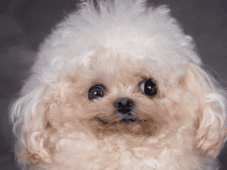 Según la organización rescatista Sahara Kennel Rescue, Lufy era un perrito completamente saludable hasta que, gradualmente, su salud comenzó a deteriorarse. ESPECIAL/ INSTAGRAM/ sahara_kennel_rescue.