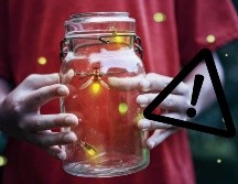 La combinación de pérdida de hábitat, contaminación lumínica y uso indiscriminado de pesticidas ha colocado a las luciérnagas en una situación precaria.  CANVA