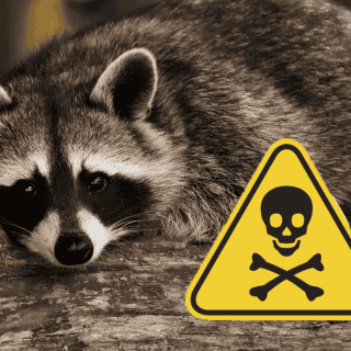 Captan a hombre lanzando químicos a mapaches en Tamaulipas