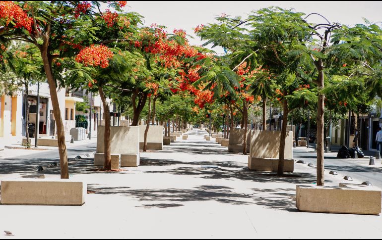 El tabachín es un árbol de la familia de las fabáceas, uno de los más coloridos del mundo por sus flores naranjas o rojas. EL INFORMADOR / ARCHIVO