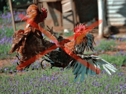 Esta entidad se suma a los estados en donde ya han sido prohibidas como Sonora, Guerrero, Coahuila, Quintana Roo y Sinaloa. CANVA/ PEELS/ ESPECIAL