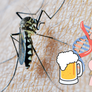 ¿Por qué los mosquitos pican más a unas personas que a otras?