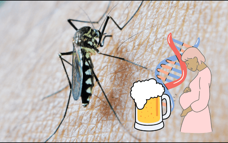 Estudios científicos estiman que cerca del 20% de las personas resultan más apetecibles para los pequeños insectos voladores. ESPECIAL