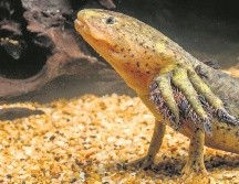 Ajolote: En busca del “dragón mexicano”