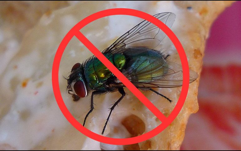 El papel de aluminio no solo sirve para envolver alimentos o cocinar, también puede ser tu aliado contra las moscas. Un recurso sencillo, natural y eficaz para mantener tu hogar libre de estos molestos insectos. CANVA