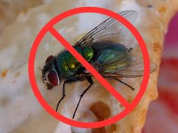 El papel de aluminio no solo sirve para envolver alimentos o cocinar, también puede ser tu aliado contra las moscas. Un recurso sencillo, natural y eficaz para mantener tu hogar libre de estos molestos insectos. CANVA