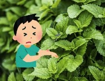 Antes de recurrir a productos químicos para ahuyentar a los mosquitos, es posible optar por una solución natural y económica. Unsplash.