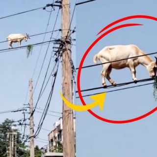 Cabra "voladora" es captada comiendo sobre cables de poste de luz (VIDEO)
