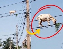 Varias personas han manifestado sus dudas sobre la autenticidad del video. “Es un hecho insólito el salir de tu casa y ver una cabra sobre unos cables de luz, como si fuera un ave”. X/porquestendencia