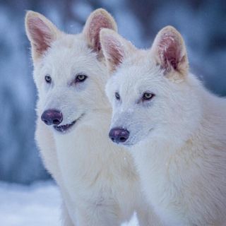 Científicos puntualizan que no es "desextinción", son lobos grises genéticamente modificados