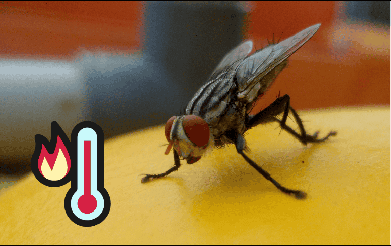 Para evitar la presencia de estos molestos y peligrosos insectos es recomendable retirar todos los residuos de alimentos al terminar de comer. ESPECIAL