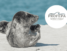 Fueron librados con éxito después de ser capturados por redes de pesca. PIXABAY