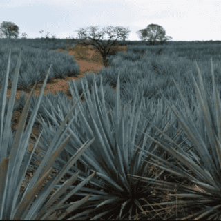 Anuncia agroindustria tequilera que intensificará compras de agave sin intermediarios