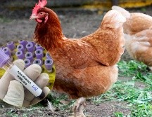 Autoridades en Puebla reiteraron que no existe peligro en el consumo de productos avícolas, como el pollo o el huevo, tras realizar diversas pruebas y muestreos en la zona, lo que busca llevar tranquilidad a la población. CANVA