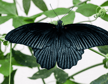 La llegada de una mariposa negra a tu casa, según el Feng Shui, no debe tomarse como una señal negativa, sino como un mensaje de transformación profunda y crecimiento espiritual. CANVA