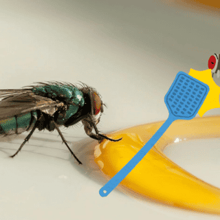 Acciones para deshacerte de las moscas en el hogar