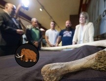 Una asociación avisó e descubrimiento de una costilla completa de 1,40 metros, que se cree que podría ser de un mamut de unas 8 toneladas de peso. EFE/ M. Guillén