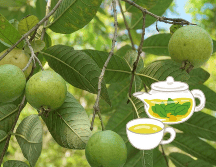 Té de hojas de guayaba: uno de los remedios naturales más efectivos para tratar problemas digestivos. UNSPLASH / A. WULAN ASRI