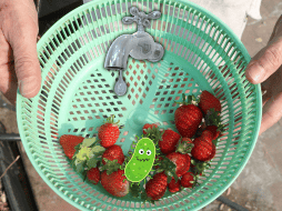 La Cisticercosis, E.coli, Hepatitis A y la Giardia Lamblia, son algunos de los organismos que podemos adquirir si no limpiamos la fruta o verdura como se debe. EL INFORMADOR / ARCHIVO